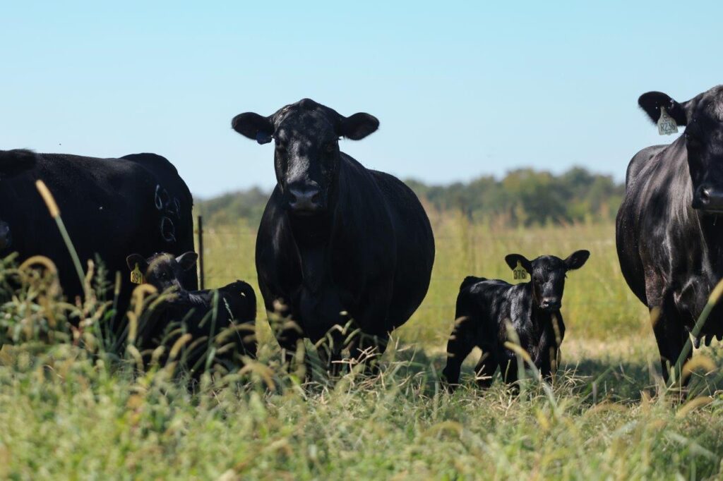 Woodall Angus Cows